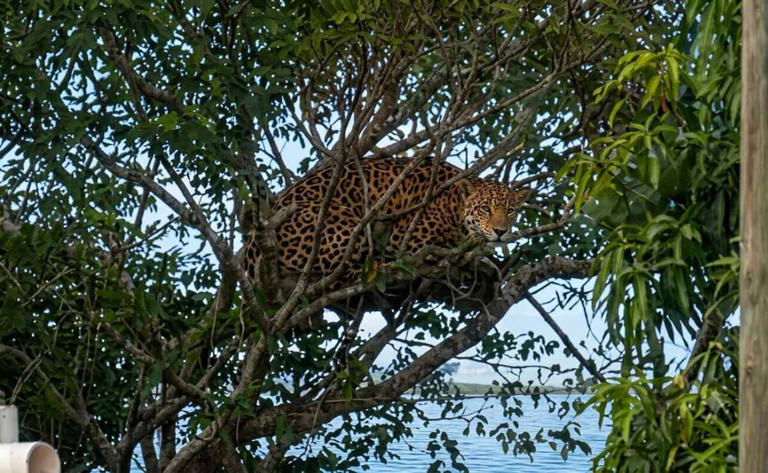 Autoridades buscan a presunto jaguar avistado en colonia Álamos de Campeche