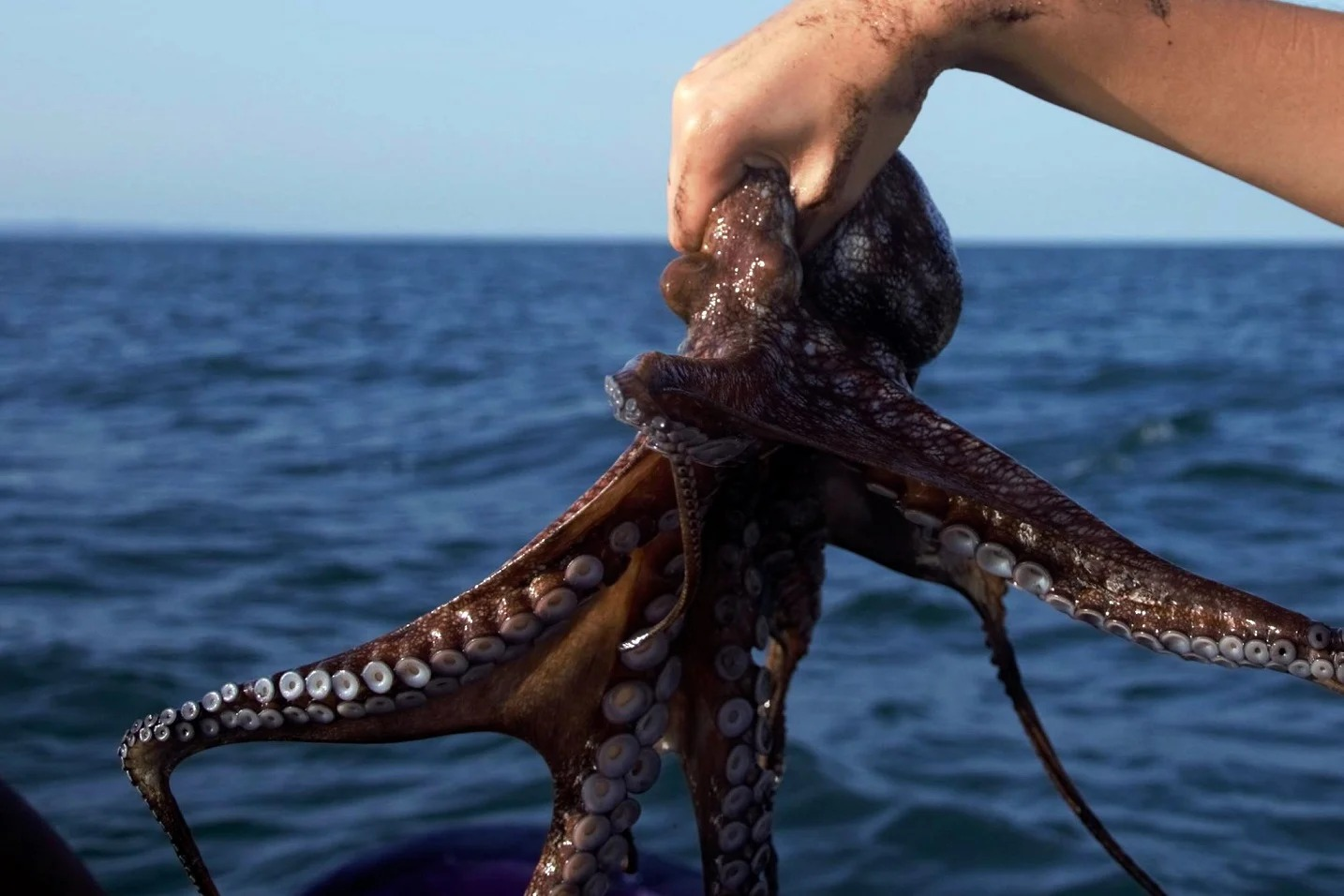 Alertan por riesgos para el pulpo maya ante contaminación y aumento de temperatura del mar